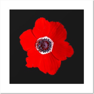 Flower of Israel Anemone Coronaria Pattern Posters and Art